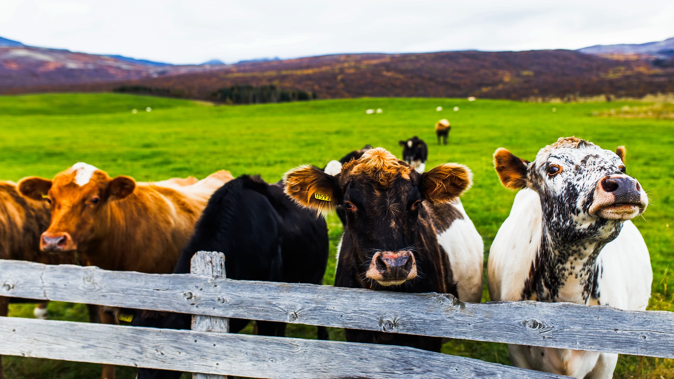 Cows sitting in front of fence on a free range ranch